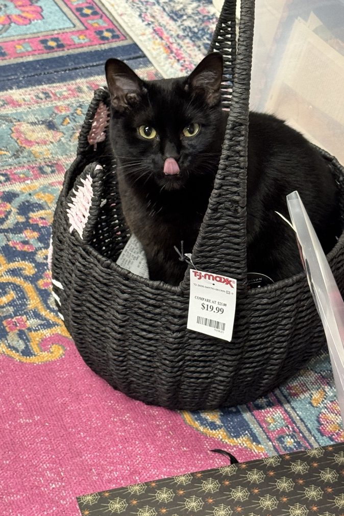 Poe the little black kitty, sitting in a basket that looks like a little black kitty.